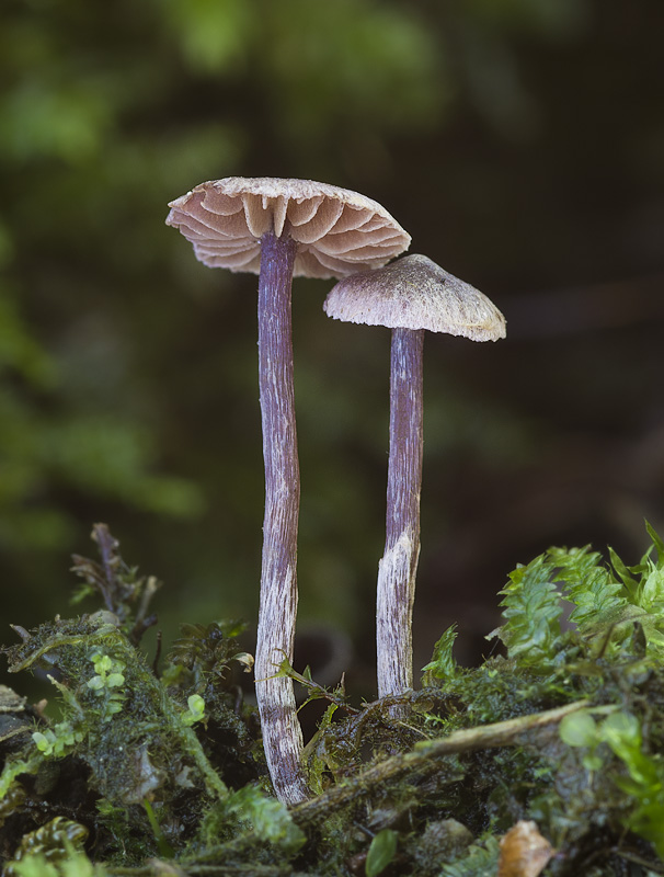 Cortinarius americanus